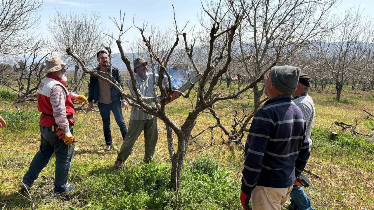 Geçtiğimiz yıl yaşanan zirai donun etkisi ağaçlarda sürüyor