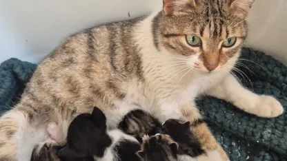 Germencik’te can dostlar yeni yuvalarını arıyor