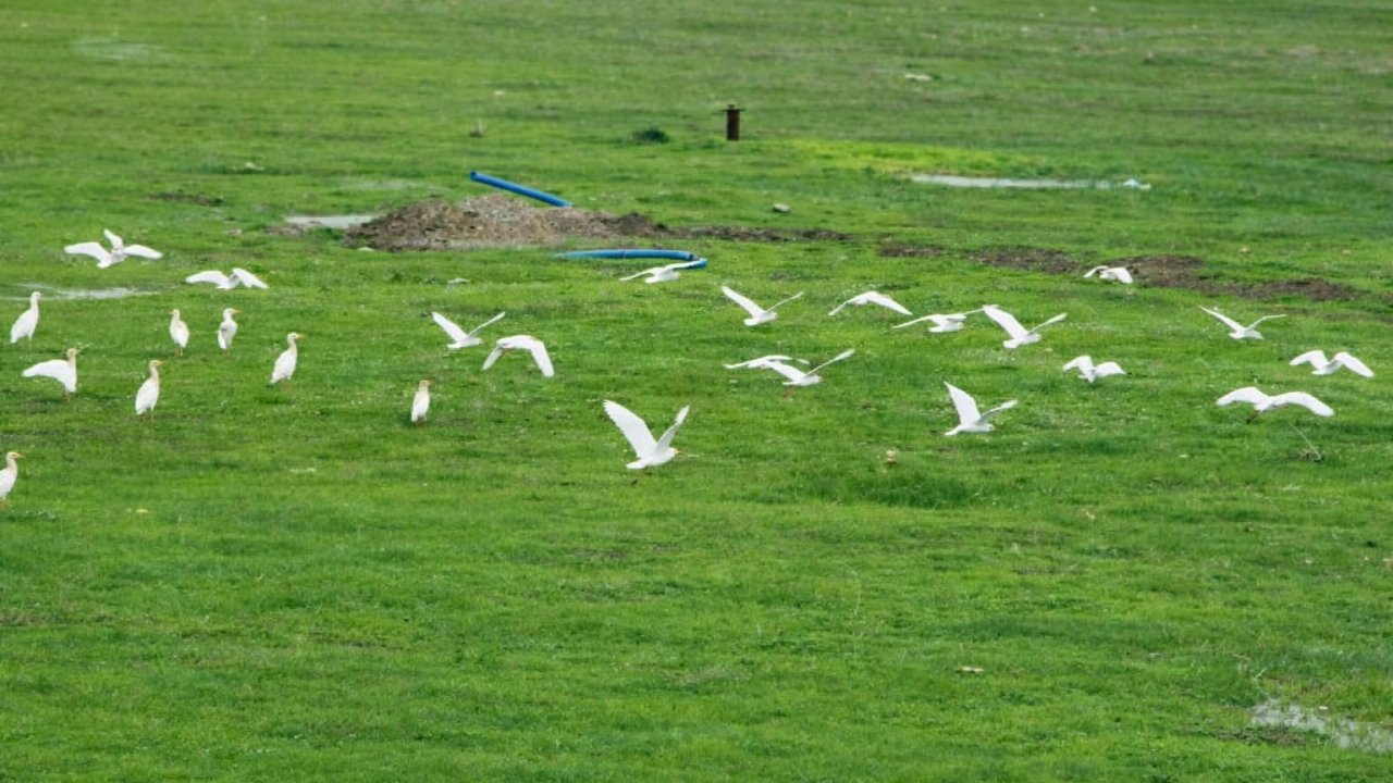 Göçmen kuşlar Muş Ovası’nı süsledi