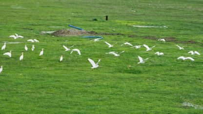 Göçmen kuşlar Muş Ovası’nı süsledi
