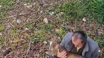 Görele’de araçlara çarpan yaralı karaca derede bulundu