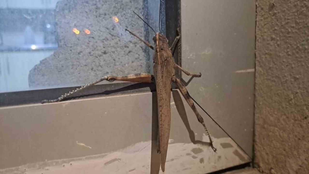 Gören bir daha baktı, boyutu şaşkınlık oluşturdu