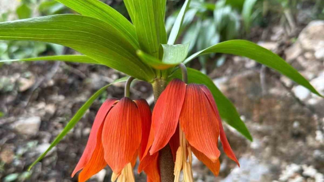 Hakkari’de ters laleler çiçek açtı
