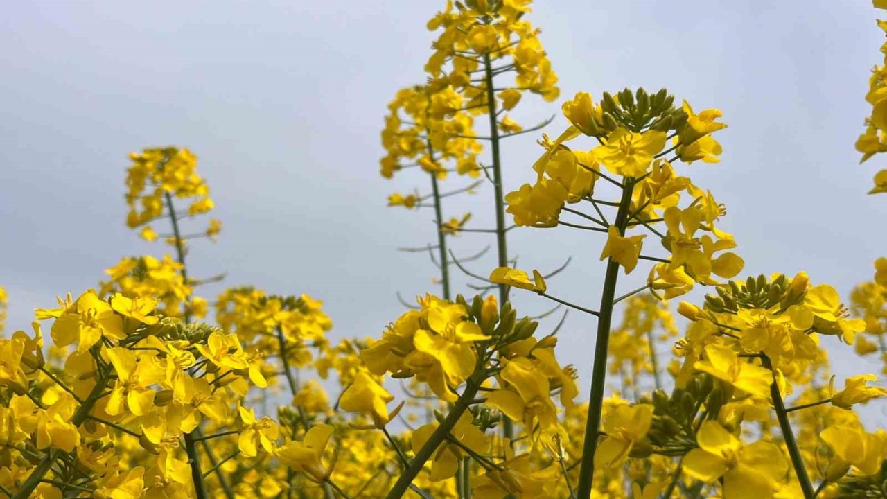 Hayrabolu’da bu yıl 21 bin dekar alanda kanola ekimi yapıldı