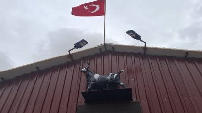 Heykeli gerçek sanıp kaçtı: Tosunun şaşkınlığı sosyal medyada gündem oldu