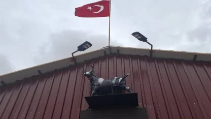 Heykeli gerçek sanıp kaçtı: Tosunun şaşkınlığı sosyal medyada gündem oldu