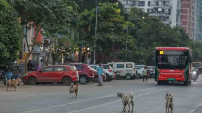 Hindistan’da 62 milyon sokak köpeği, sokakları işgal ediyor