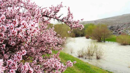 Hurman Çayı çevresinde yabani bademler pembe çiçek açtı