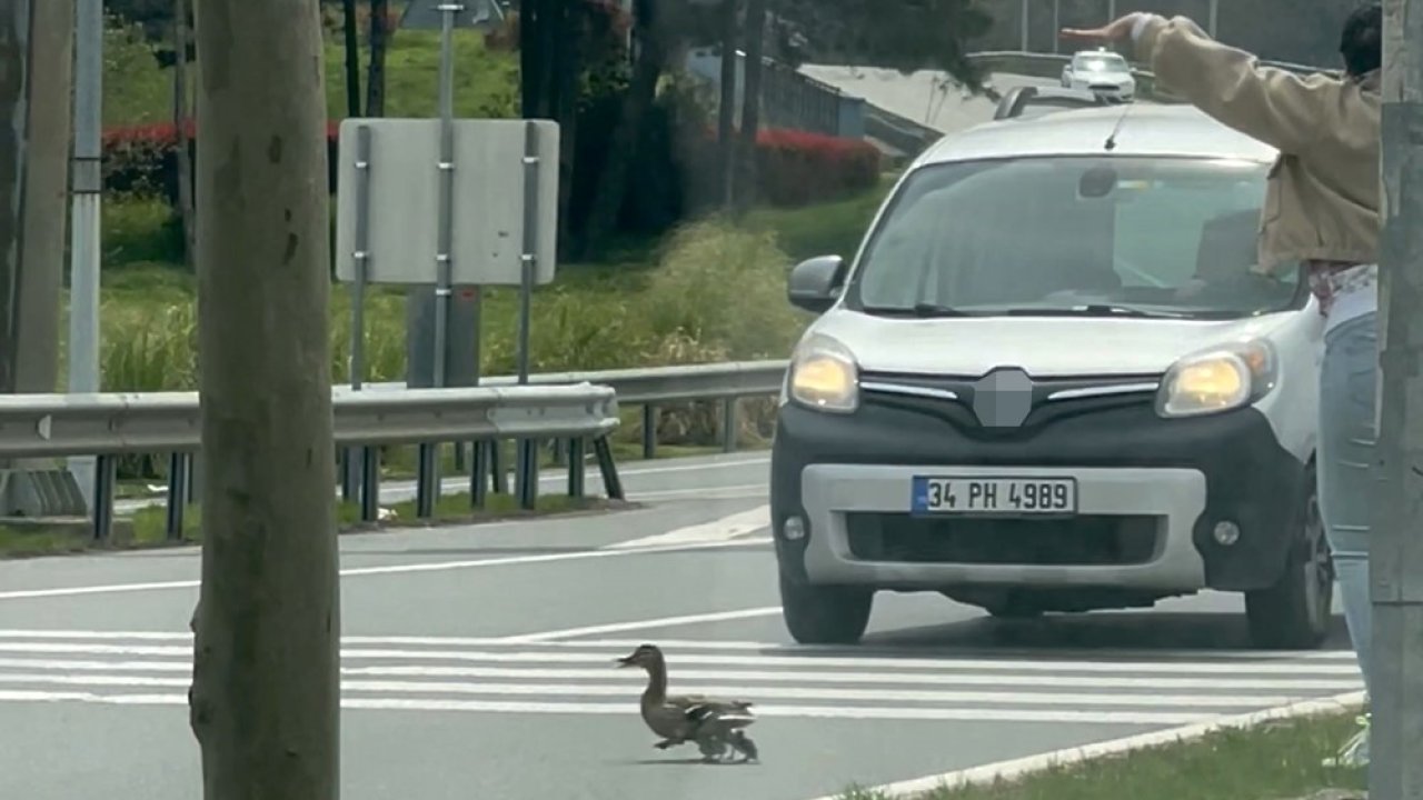 İstanbul’da ördeklerin güvenli geçişi için trafik durduruldu