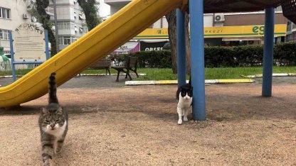 İzmir’de domuzlar sosyal hayatın parçası olmaya başladı