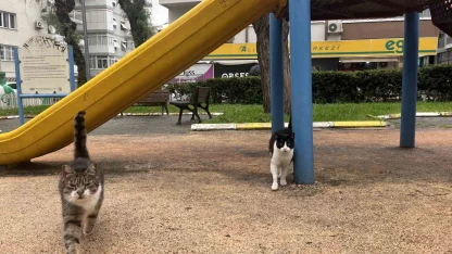 İzmir’de domuzlar sosyal hayatın parçası olmaya başladı