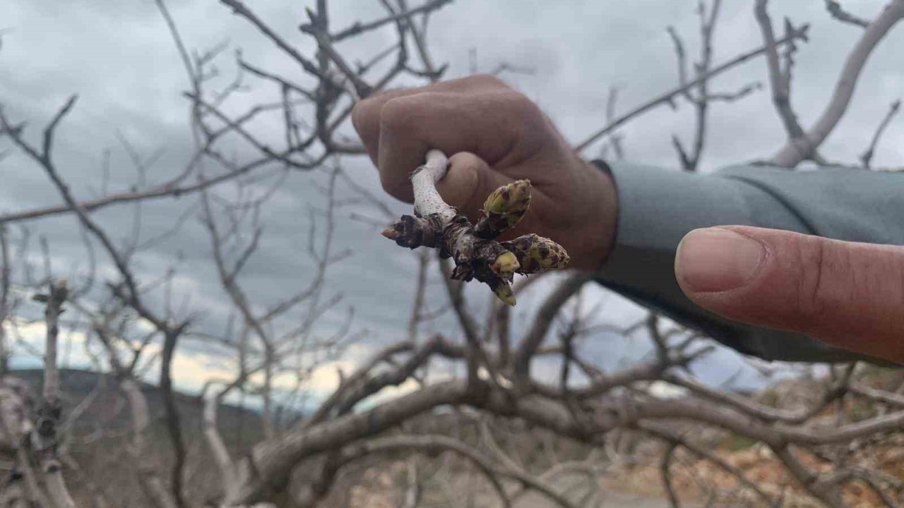 Kar ve yağmur bereketi: Antep fıstığında kuraklık endişesi geçti