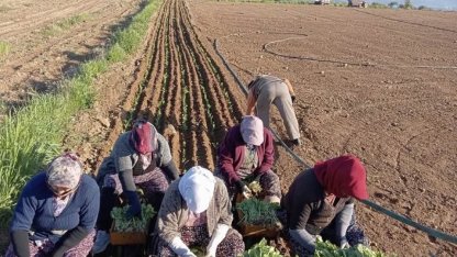 Karacasu’da çiftçilerin tütün mesaisi başladı