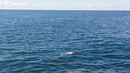 Karadeniz Ereğli’de sahilde ölü yunus bulundu