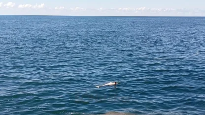 Karadeniz Ereğli’de sahilde ölü yunus bulundu