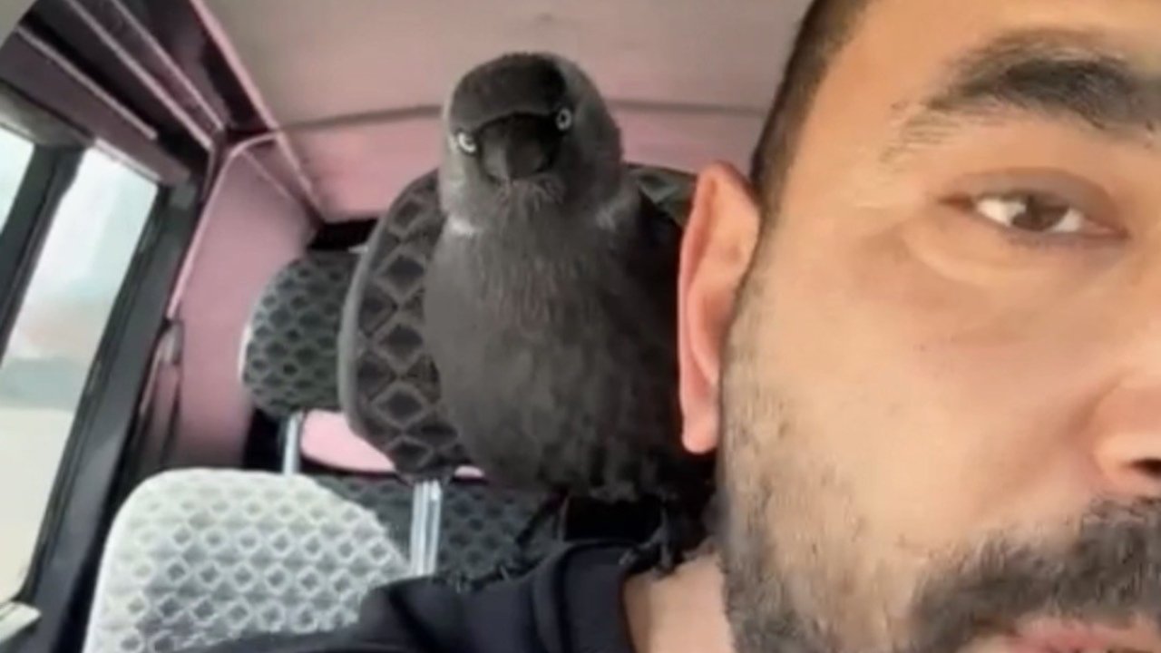 Karga önce sileceğe, sonra sürücünün omzuna kondu