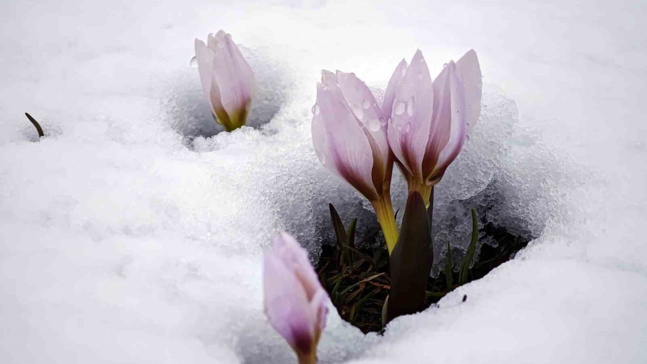 Karla buluşan çiğdemler güzel görüntüler oluşturdu