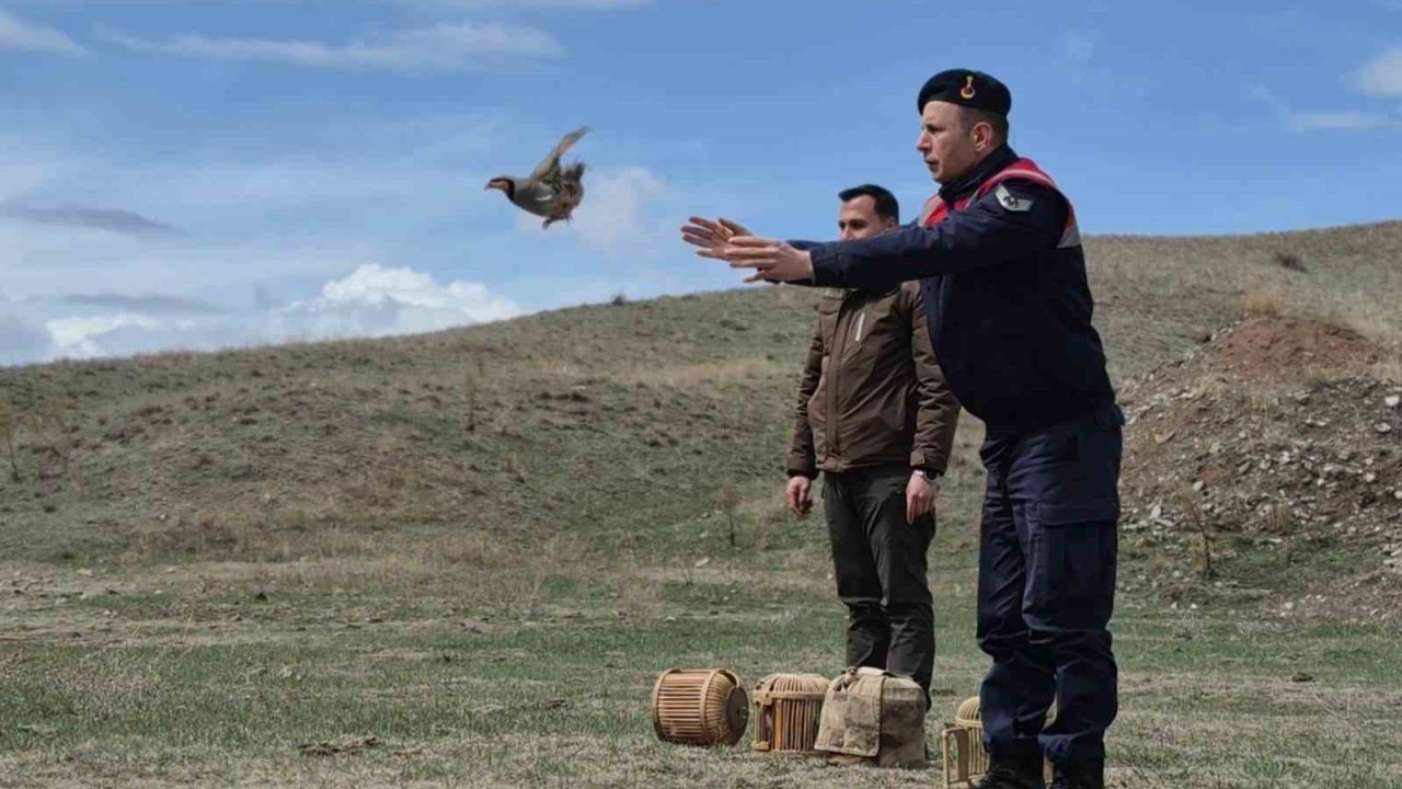 Kars’ta kaçak avcılara darbe: 51 canlı keklik doğaya kazandırıldı