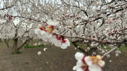 Kars’ta kayısı bahçeleri beyaza büründü: Bereketli sezon umudu