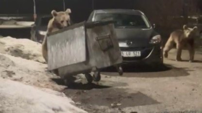 Kars’ta yerleşim bölgesine inen bozayılar çöpte yiyecek ararken görüntülendi