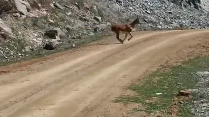 Kayalıklardan süzülen zarafet kameralarda