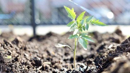 Kendi kompost gübresini üreten belediyeden "ata tohumu" hamlesi