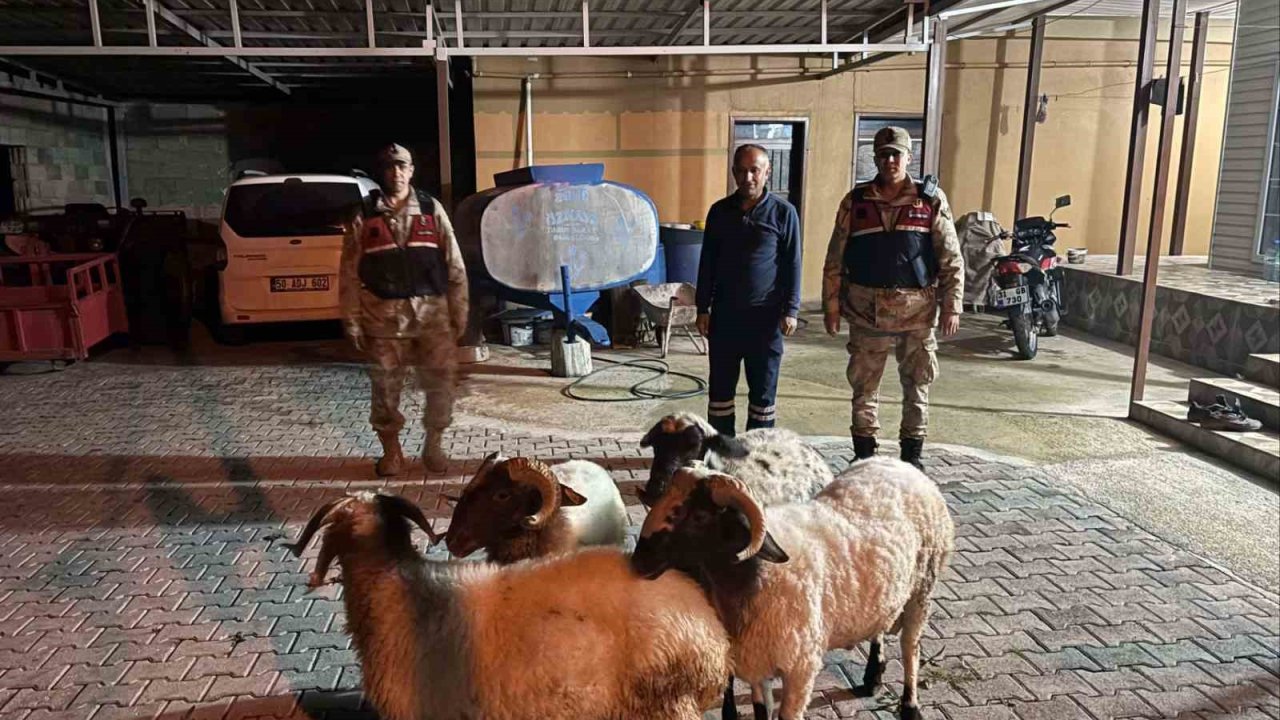 Kilis’te kayıp küçükbaş hayvanlar bulundu