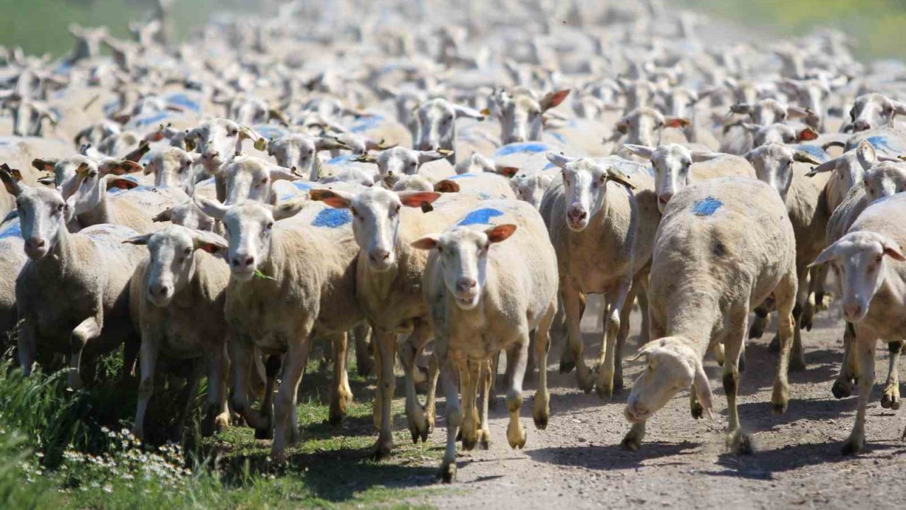 "Kırsalda Bereket Küçükbaşa Destek Projesi"nde son gün uyarısı