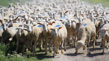 "Kırsalda Bereket Küçükbaşa Destek Projesi"nde son gün uyarısı
