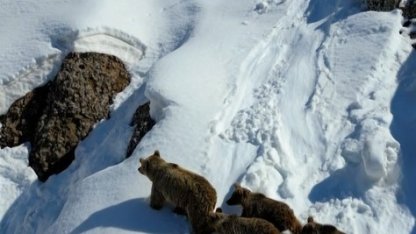 Kış uykusundan uyanan ayılar karla karşılaştı: O anlar dron ile görüntülendi