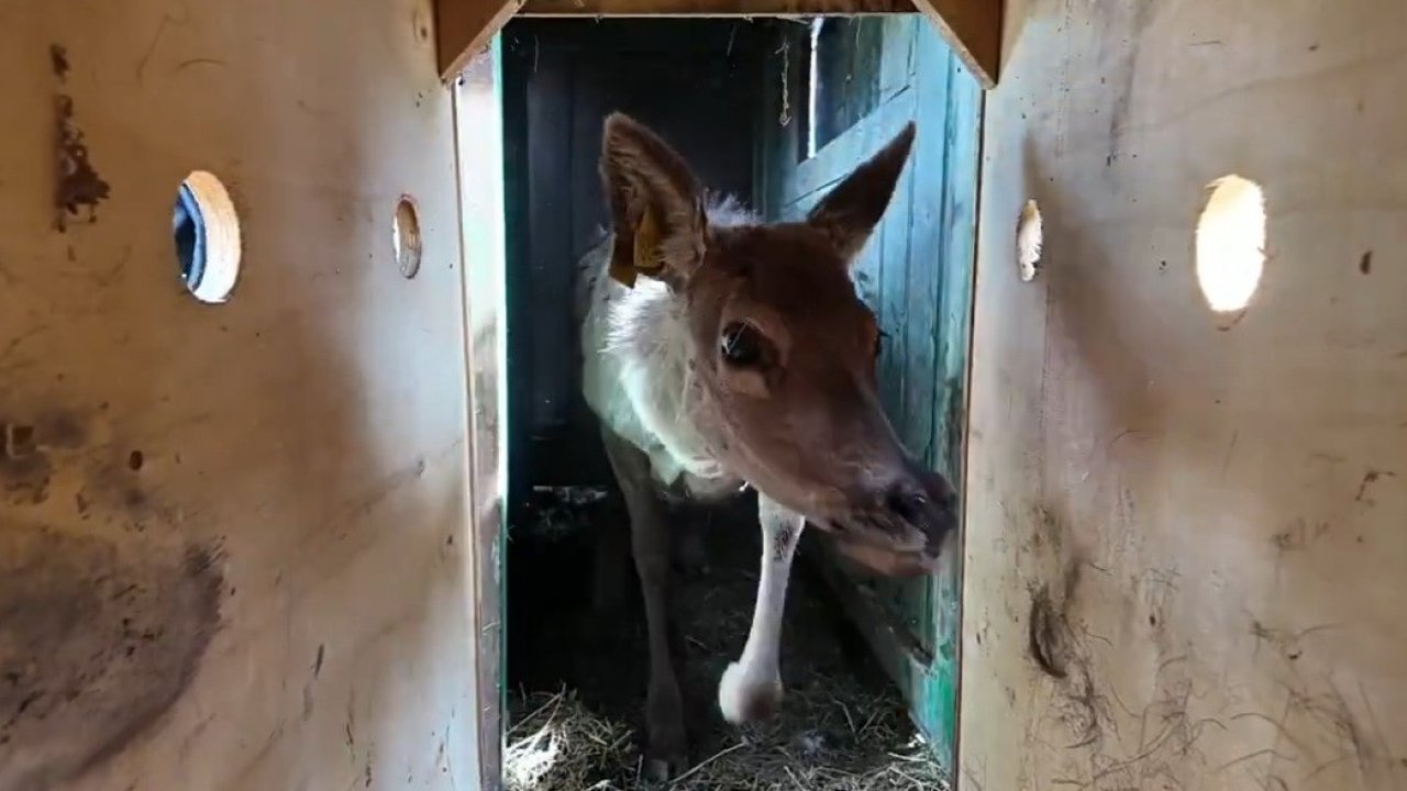 Kızıl geyikler doğayla buluşmaya devam ediyor