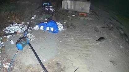 Konya’da domuz sürüsü yerleşim alanına indi