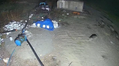 Konya’da domuz sürüsü yerleşim alanına indi