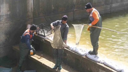 Konya’nın ’denizinde’ balıkları kurtarmak için zamanla yarış