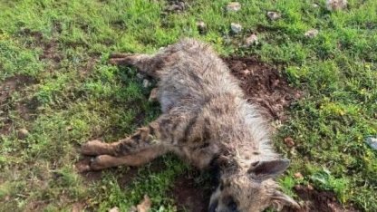 Köpeklerin saldırdığı sırtlan telef oldu