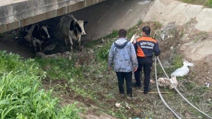 Köyden kaçan iki inek itfaiye ekiplerince yakalandı