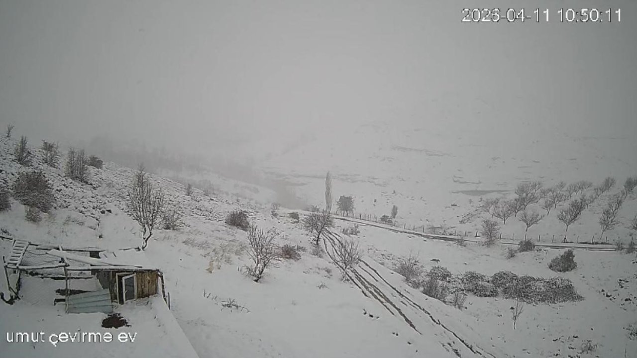 Köye inen kurt sürüsü kameraya yansıdı