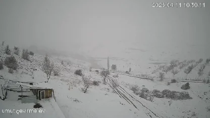 Köye inen kurt sürüsü kameraya yansıdı