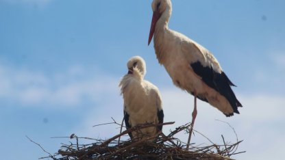 Kuşadası’nda 40 yıl sonra leylek sevinci