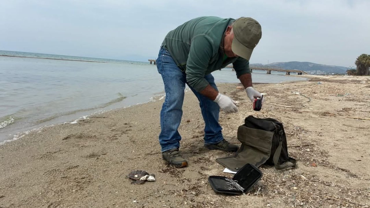 Kuşadası’nda iki deniz kaplumbağası ölü bulundu