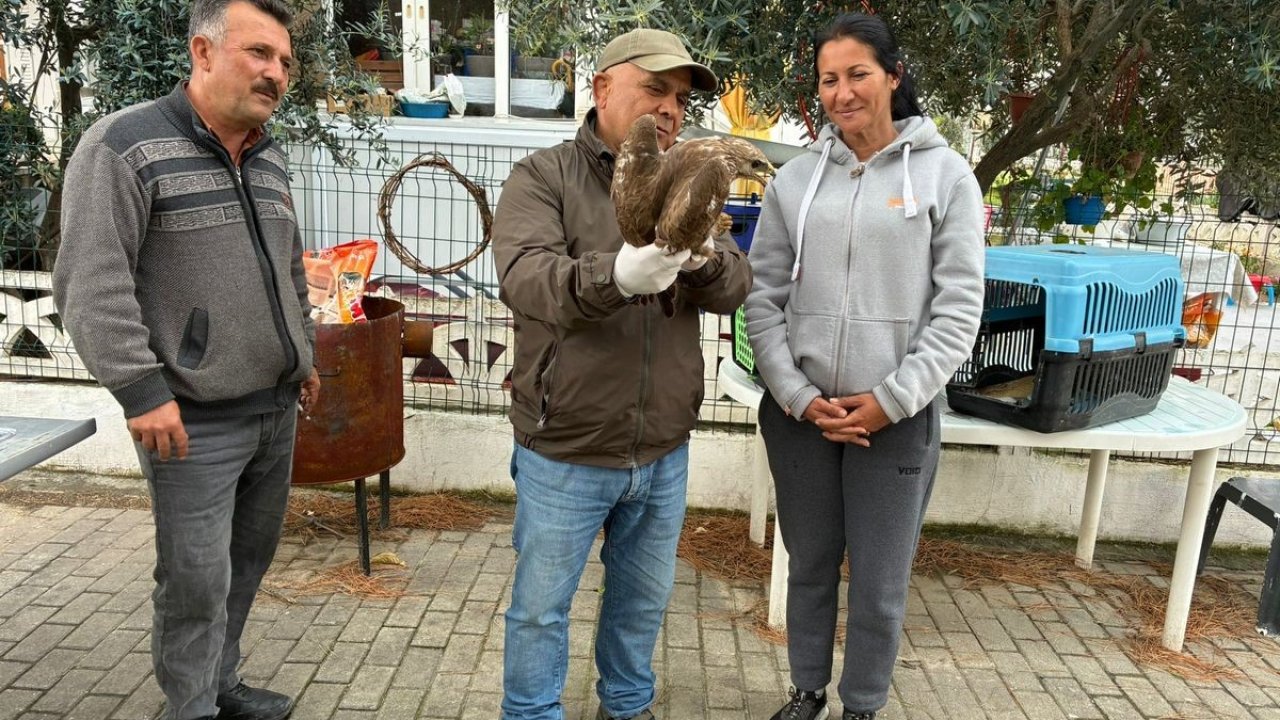 Kuşadası’nda yaralı şahin tedavisinin ardından doğaya bırakıldı
