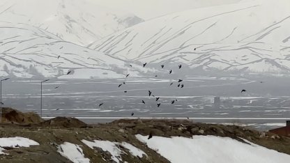 Kuşların rüzgarla dansı: Havada zor kalabildiler