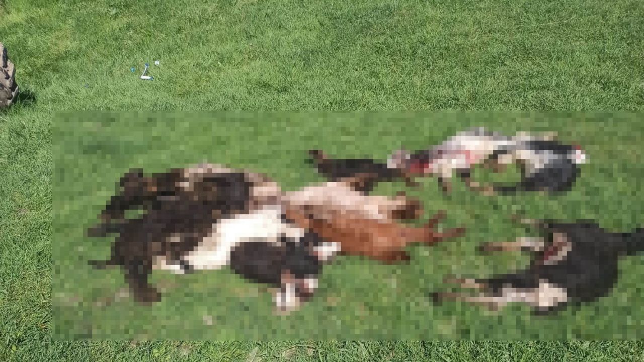 Kütahya’da kurtlar girdikleri ağılda 25 küçükbaş hayvanı telef etti