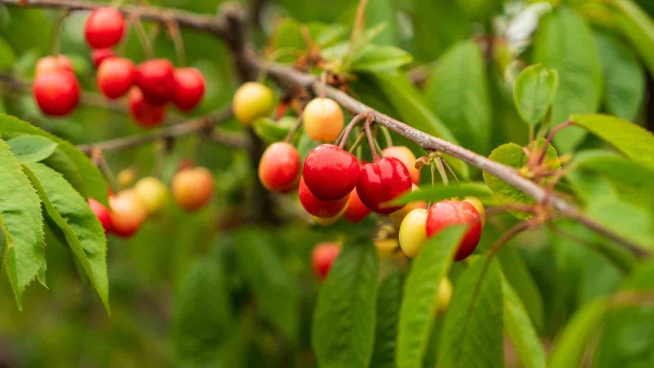 Kuzey yarımkürenin ilk kirazı rekor fiyatla satıldı
