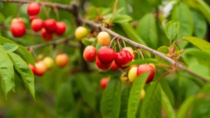 Kuzey yarımkürenin ilk kirazı rekor fiyatla satıldı