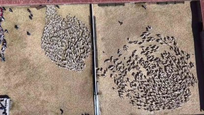 Kuzular anneleriyle buluştu, sevgi yumağı dron kamerasında