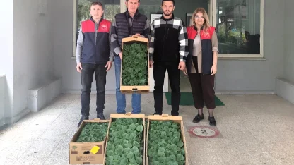 Lüleburgaz’da çiftçiye hıyar fidesi dağıtıldı