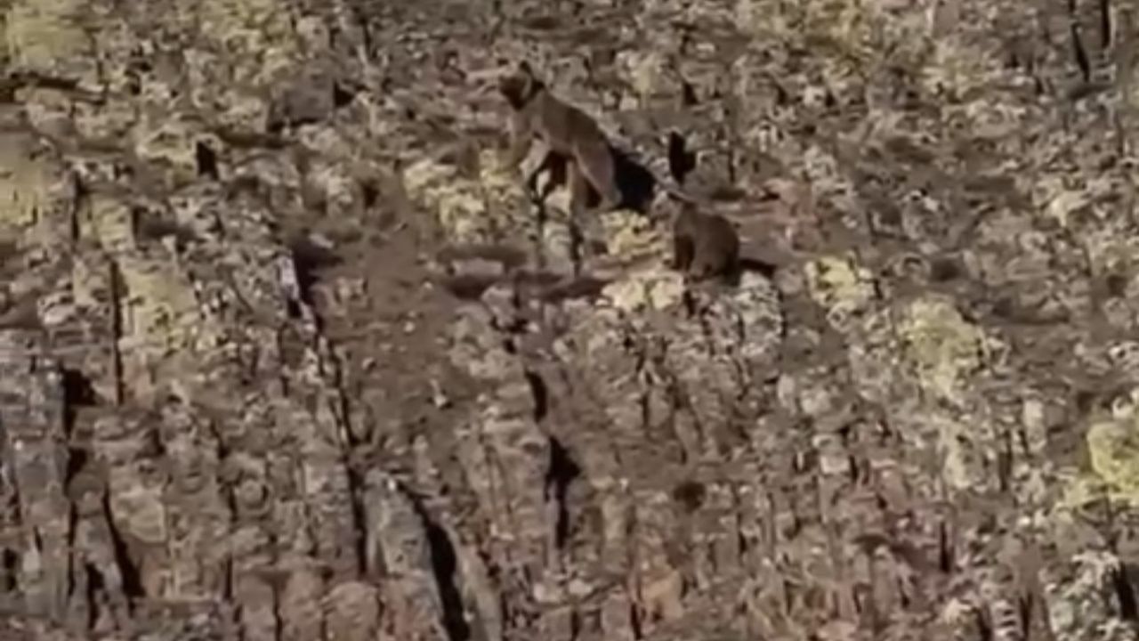 Malatya’da ayı ve yavrusu görüntülendi