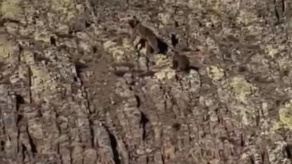 Malatya’da ayı ve yavrusu görüntülendi