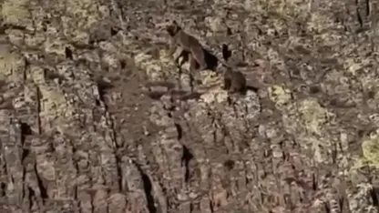 Malatya’da ayı ve yavrusu görüntülendi